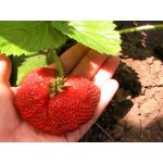 Рассада клубники "Бениция" Рассада клубники "Бениция"