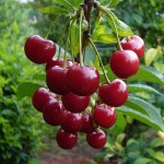 Саженец вишни "Кришана" Саженец вишни "Кришана"