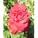 Саженец розы "Бургунд" Саженец розы "Бургунд"